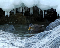 Waterfowl
