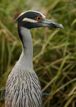 Yellow-crowned Night Heron