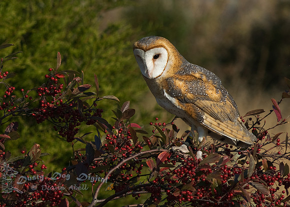 Barn Owl