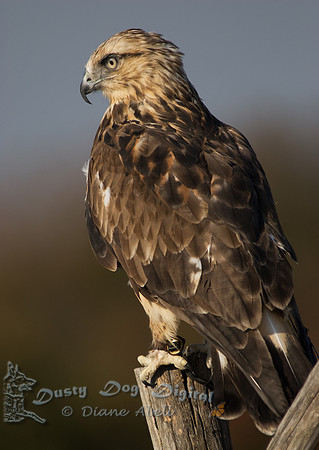 Rough-legged Hawk