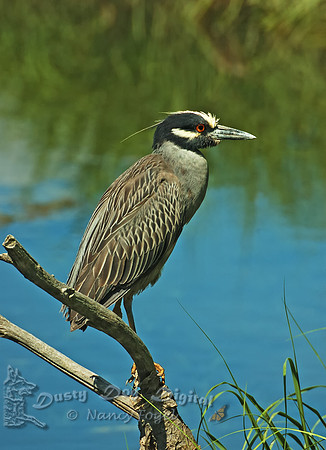 Yellow-crowned Night Heron, Long island, NY