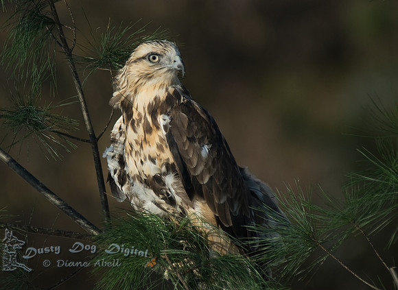Rough-legged Hawk