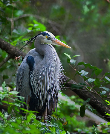 Great Blue Heron, in Breeding Plumage, Florida