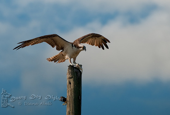 Osprey