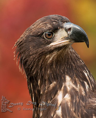 Bald Eagle juvenile