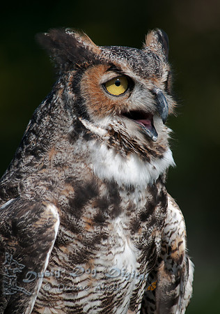Great-horned Owl