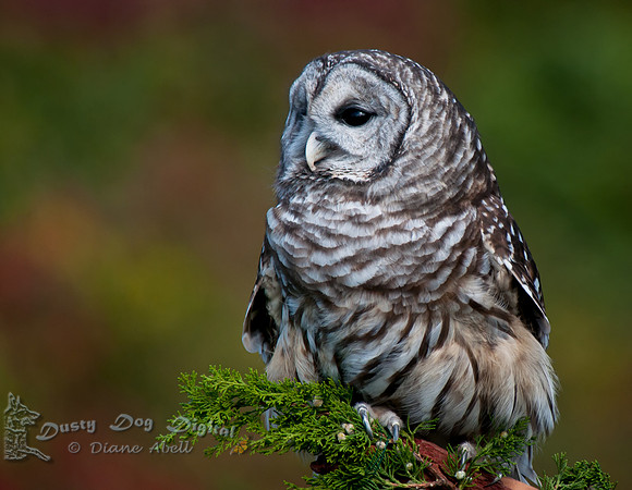 Barred Owl