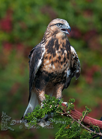 Rough-legged Hawk