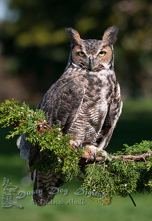 Great-horned Owl