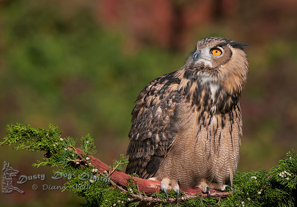 European Eagle Owl