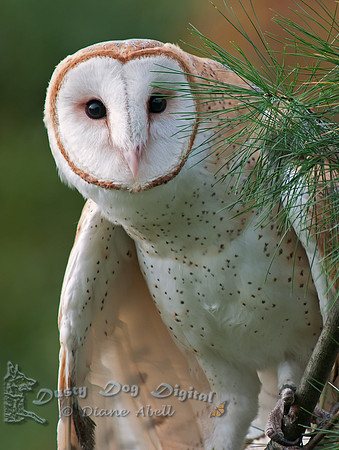 Barn Owl
