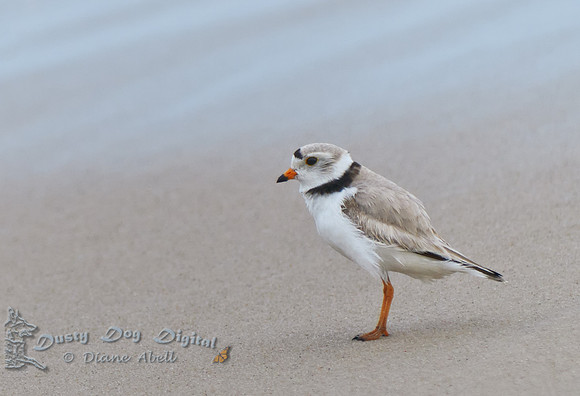 Piping Plover, Charadrius melodus