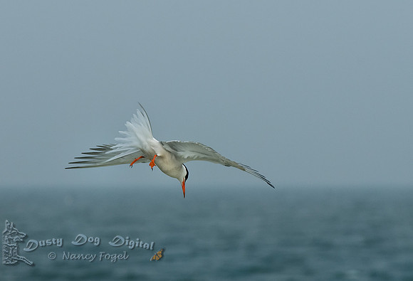 Diving Common Tern, Sandy Hook National Seashore, NJ