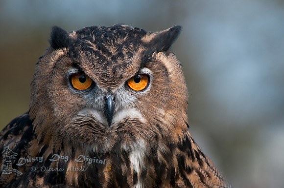 European Eagle Owl