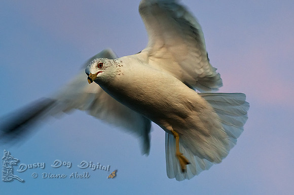 Herring Gull