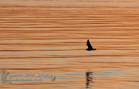 Gull over Sunset Waters