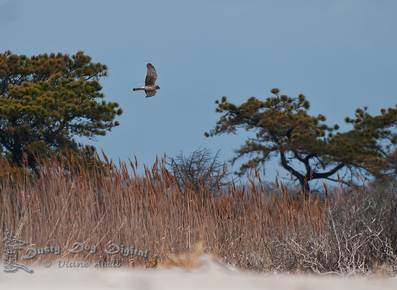 Northern Harrier