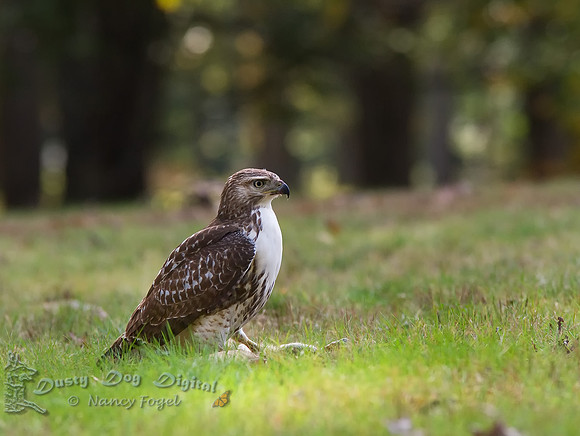 Red-Tail Hawk, Buteo jamaicensisBrookdale Park, Montclair, NJ