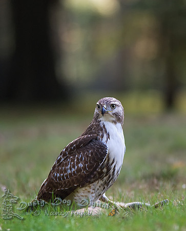 Red-Tail Hawk, Buteo jamaicensisBrookdale Park, Montclair, NJ