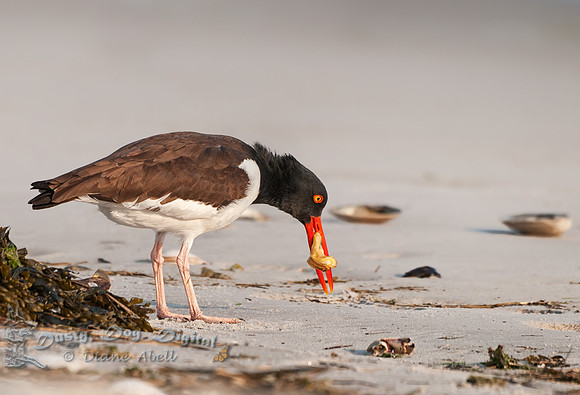 American Oystercatcher