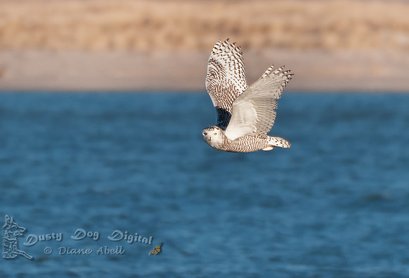 Snowy Owl, 1st year female