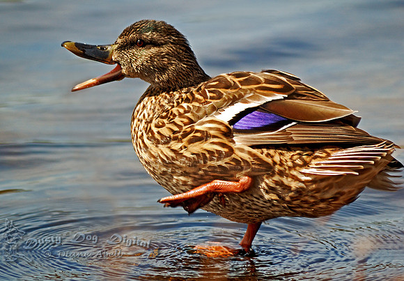 Mallard