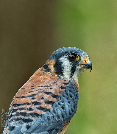 American Kestrel