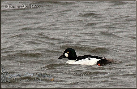 Common Goldeneye