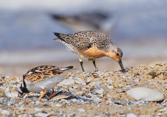 Red Knot and out of focus Ruddy Turnstone
