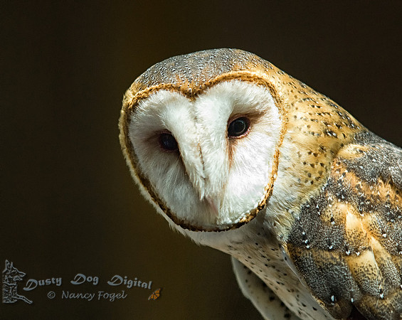 Barn Owl