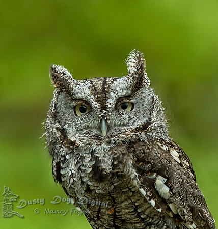 Screech Owl (captive)