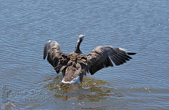 Canada Goose/Snow Goose hybrid