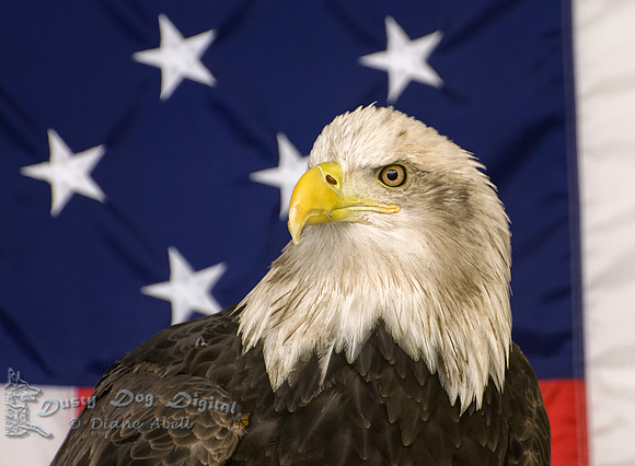 Bald Eagle,National Eagle Center, Wabasha, MN