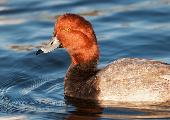 Redhead, male, Aythya americana