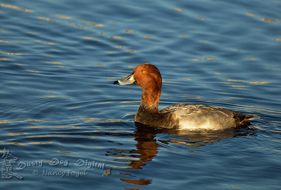 Redhead, male, Aythya americanaLong Island, NY