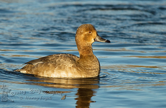 Redhead, female, Aythya americanaLong Island, NY