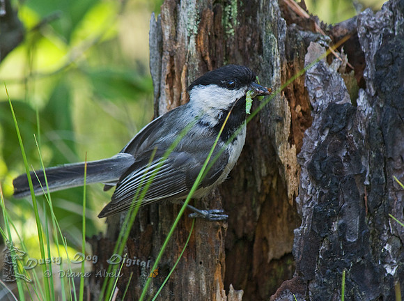 Chickadee with caterpillarDwarf Pine Plains, Long Island, NY