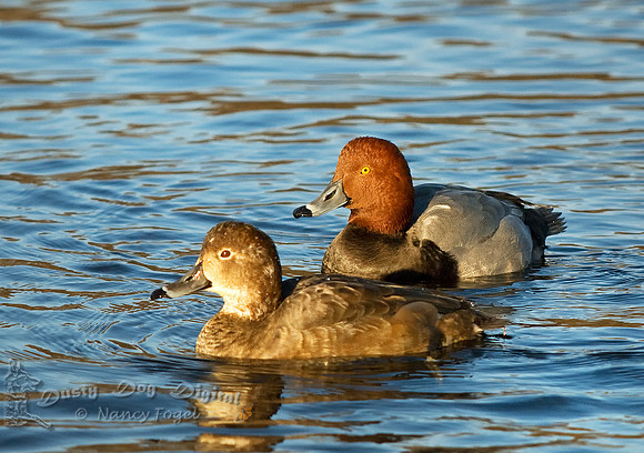 Redheads, Aythya americana, Breeding pairLong Island, NY
