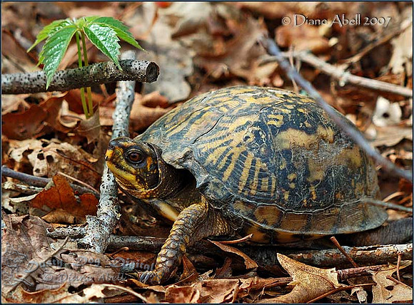 Eastern Box Turtle, female.  Terrapine carolina carolinaWilliam Floyd Estate, Mastic Beach, NYFire Island National Seashore
