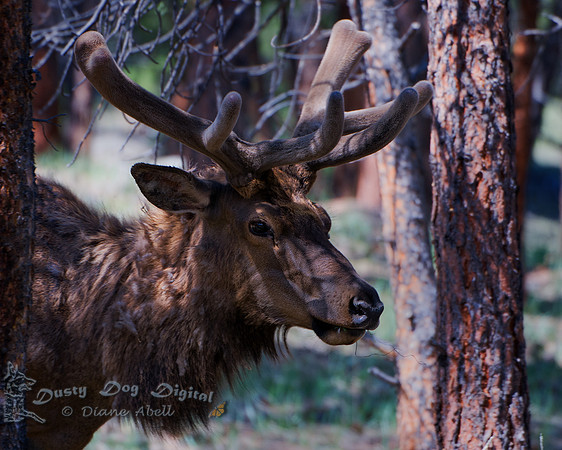 Growing his antlers, while losing his coat