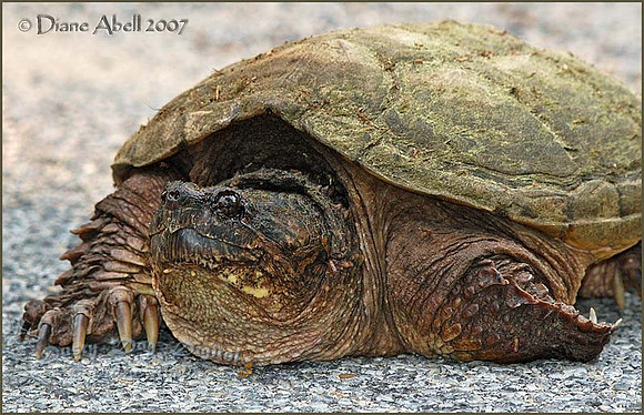 Snapping Turtle