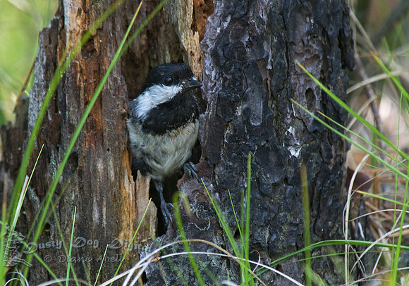 Chickadee coming out of its nest.Dwarf Pine Plains, Long Island, NY