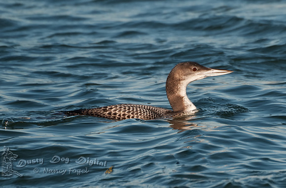 Common Loon, Waterbury Reservoir, Vermont
