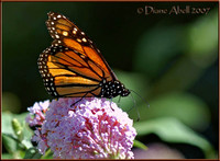 Butterflies, Moths and Bees