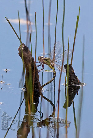 Mosaic Darner