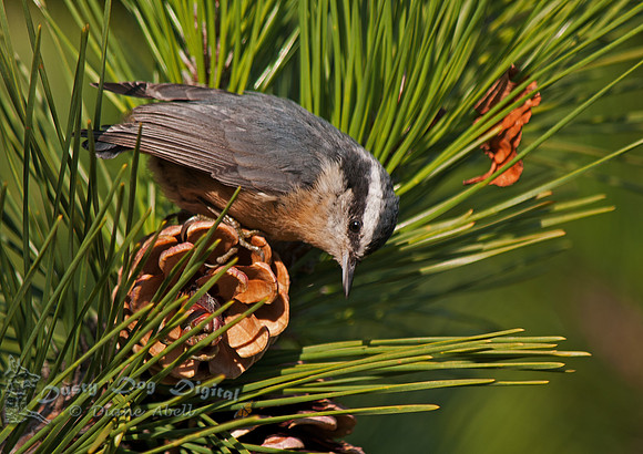 Red-breasted Nuthatch