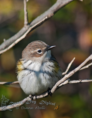 Yellow-rumped Warbler