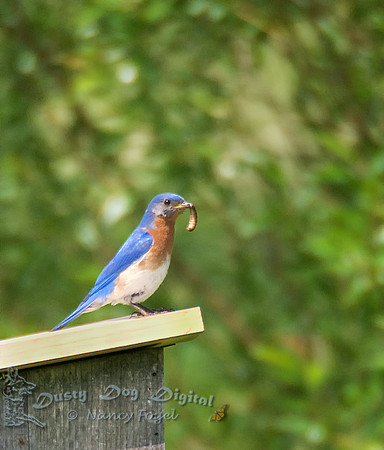 Blue Bird, NJ