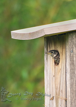 Baby Blue Bird, NJ