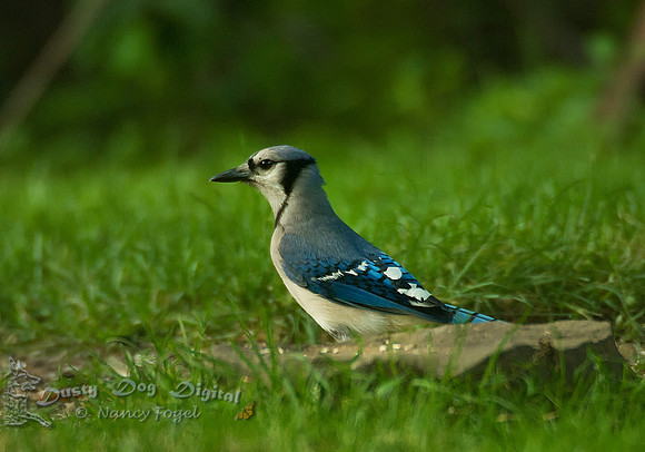 Blue Jay, Montclair, NJ